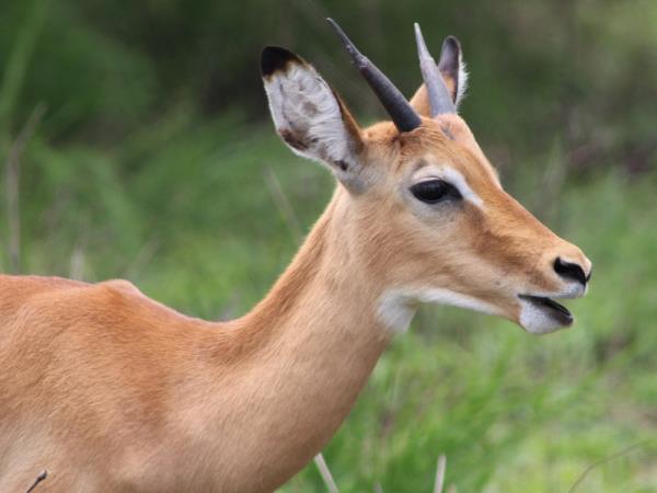 Rwanda primate safari holiday