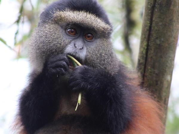 Rwanda primate safari holiday