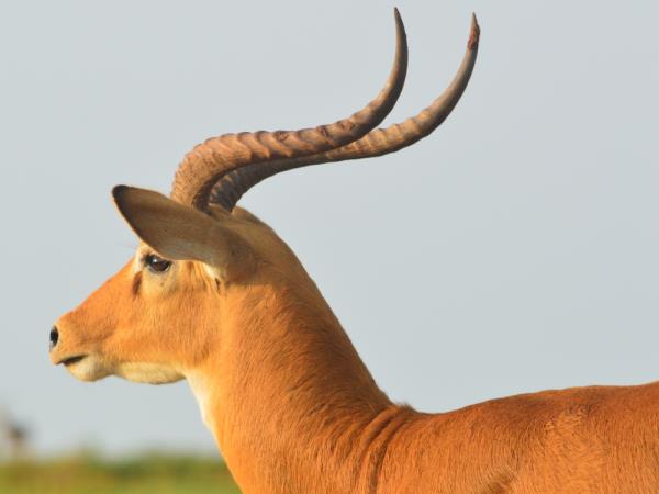 Uganda classic primate safari holiday
