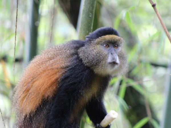 Uganda classic primate safari holiday