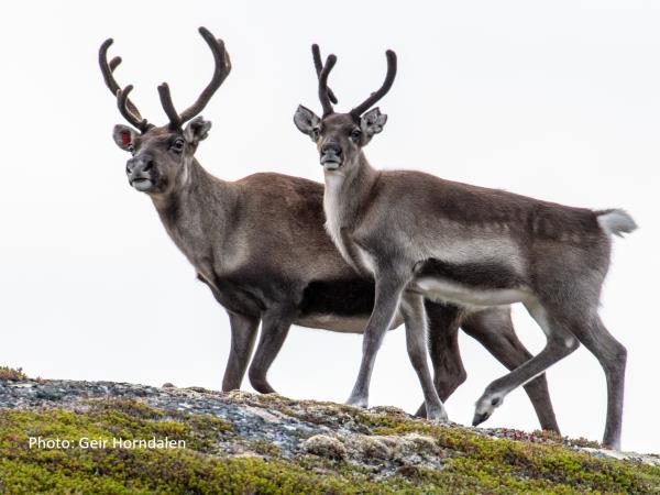 Central Norway cycling holiday, R�ros to Trondheim