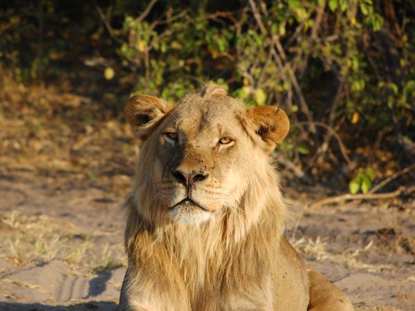 Botswana and Zimbabwe safari holiday