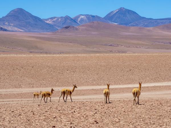 Atacama Desert photography tour, Chile