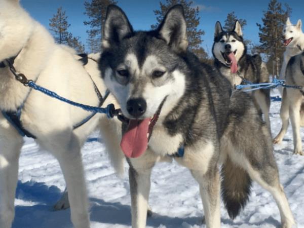 Lapland small group winter holiday