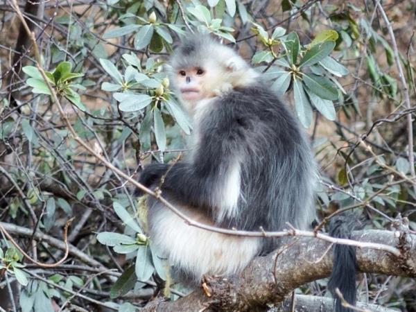 Yunnan trekking holiday, Mt Meili to Cizhong 