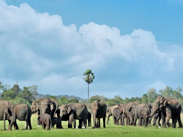 Sri Lanka highlights holiday for families, 13 days