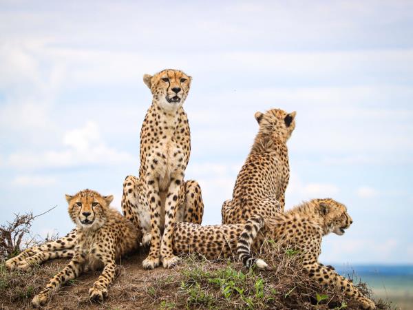 Kenya safari, culture and coast