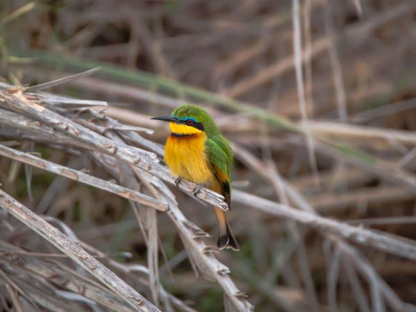 Kenya safari, culture and coast