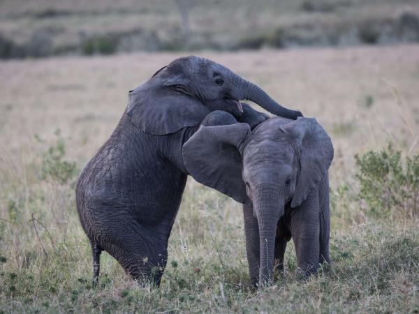 Kenya safari, culture and coast