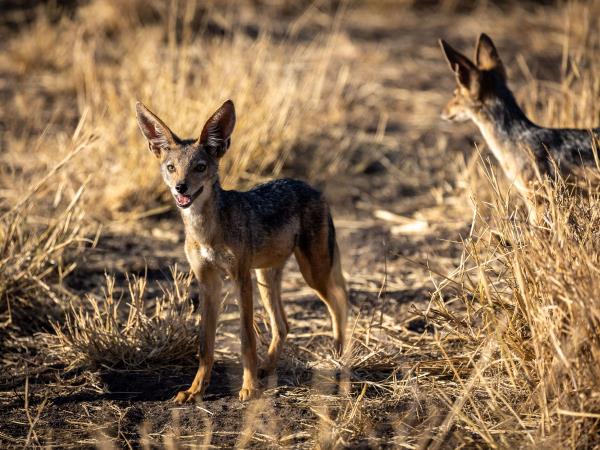 Kenya safari, culture and coast