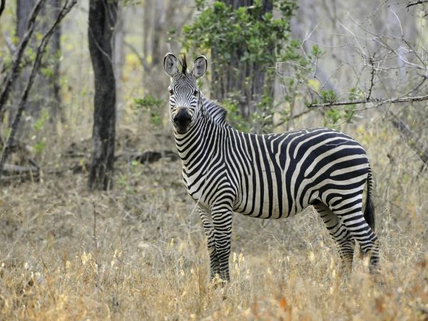 Malawi safari and lake adventure holiday