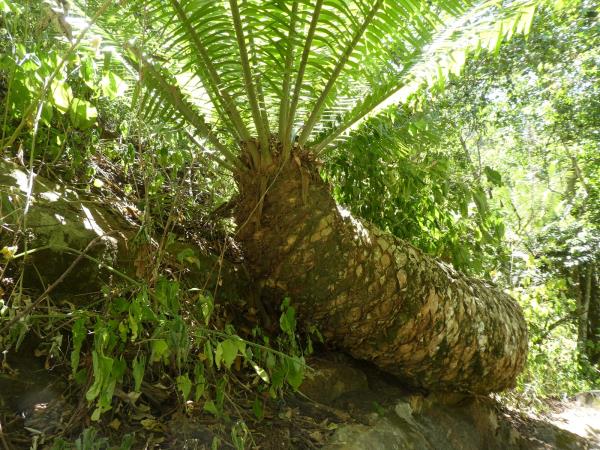 Northern Kenya trekking and safari holiday