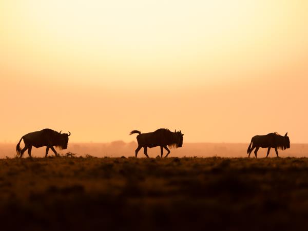 Maasai Mara wildlife photography holiday