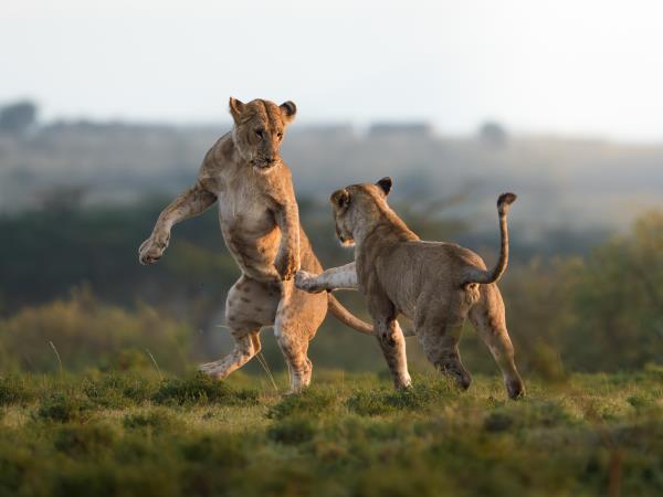 Maasai Mara wildlife photography holiday