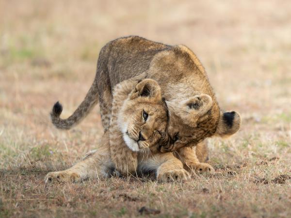 Maasai Mara wildlife photography holiday