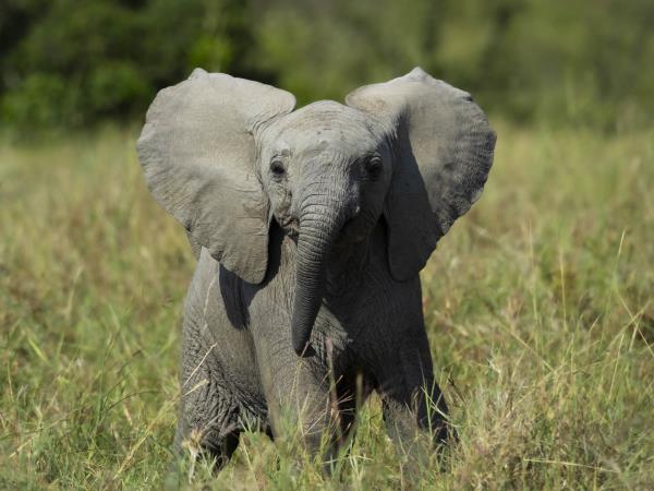 Maasai Mara wildlife photography holiday