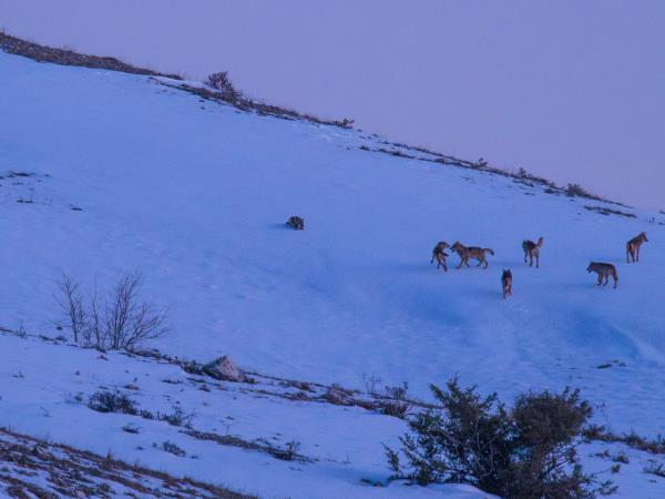 Wolf Tracking holiday in Central Appenines, Italy