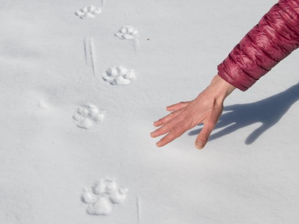 Wolf Tracking holiday in Central Appenines, Italy