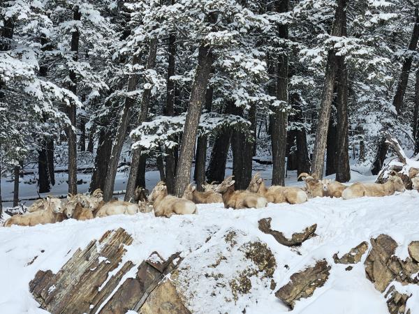 Snow shoeing and winter hiking holiday, Canada