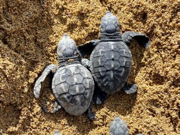 Greece turtle conservation holiday