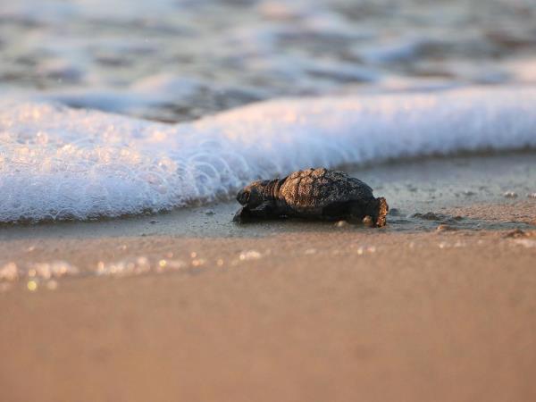 Greece turtle conservation holiday