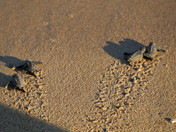 Greece turtle conservation holiday