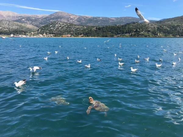 Greece turtle conservation holiday