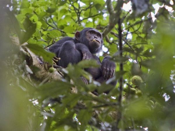 Guinea, Liberia and Sierra Leone expedition