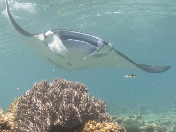 Komodo snorkelling tour, manta rays & dragons