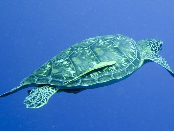 Komodo snorkelling tour, manta rays & dragons