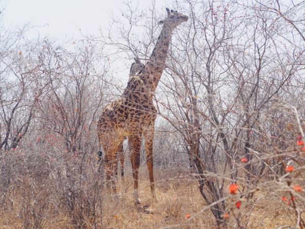 Tanzania on a budget, 4 day tour
