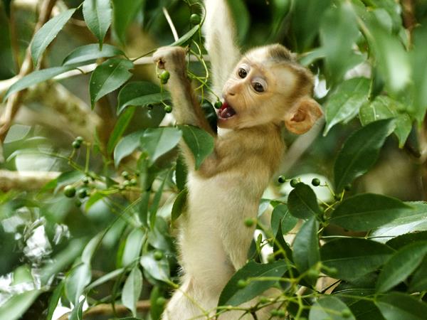 Thailand wildlife holiday, elephants & waterfalls