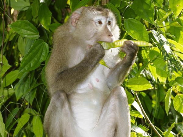 Thailand wildlife holiday, elephants & waterfalls