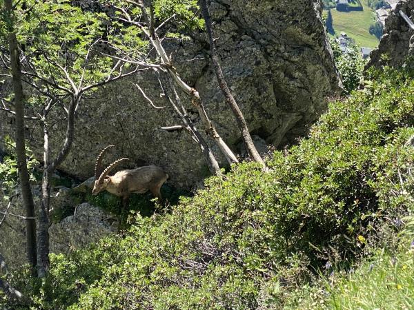Tour du Mont Blanc guided walking holiday, 10 days