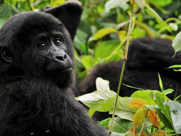 Gorilla conservation volunteering holiday, Uganda