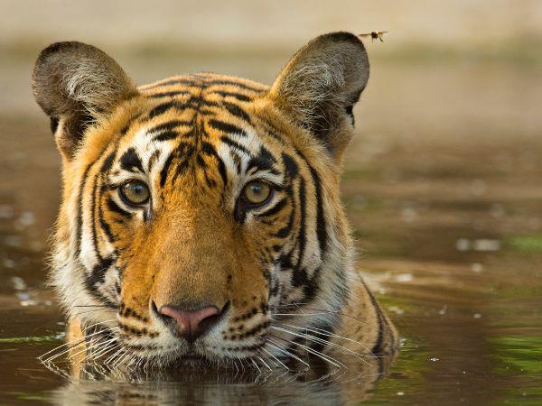Luxury India rail holiday, Maharajas Express