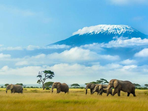 Kenya guided wildlife holiday