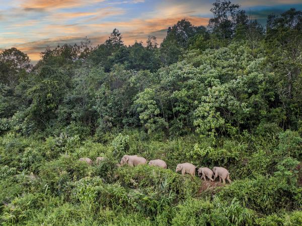 Xishuangbanna holiday, wildlife & culture tour