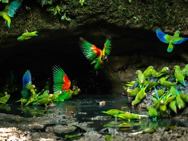 Amazon and Galapagos holiday, Ecuador