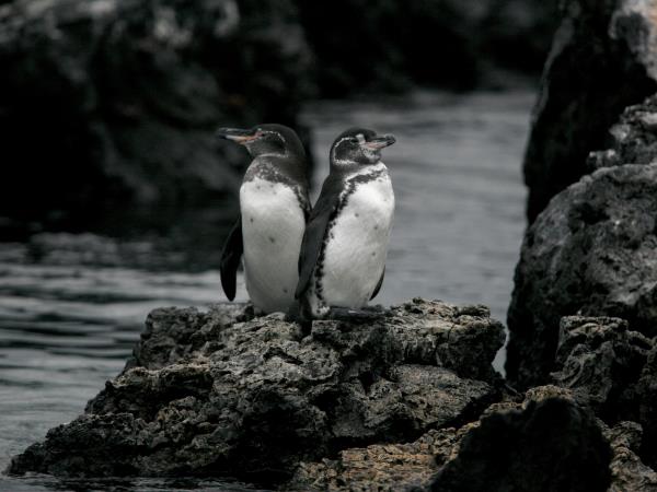 Galapagos cruise & island hopping holiday