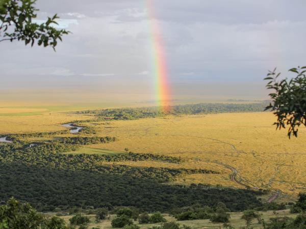 Kenya cheetah safari