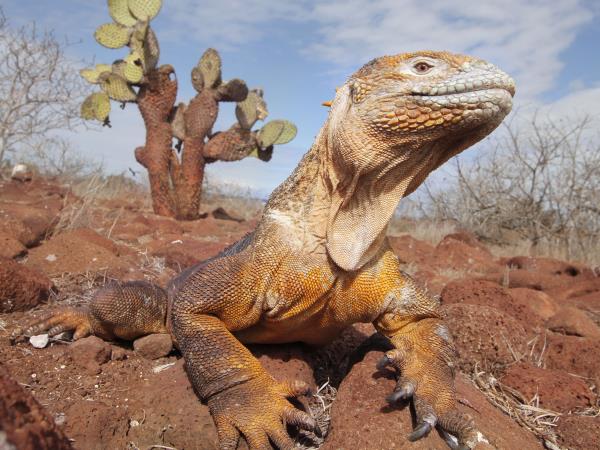 Galapagos cruise & island hopping holiday