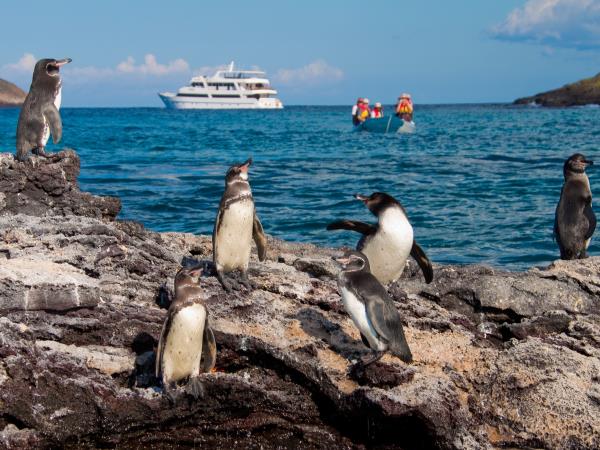 Galapagos luxury wildlife cruise