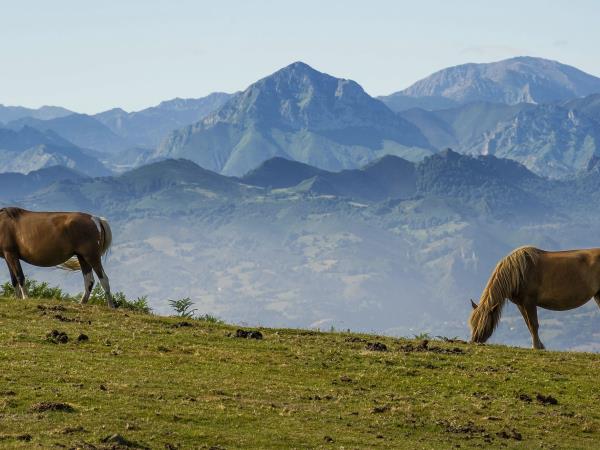Picos de Europa National Park & Northern Way walking holiday