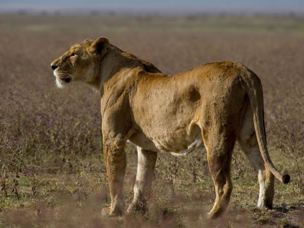 Kenya and Tanzania small group safari holiday