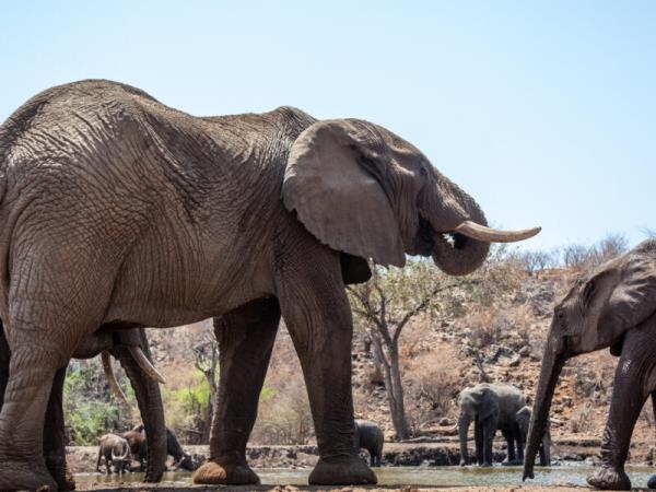 Family luxury safari & beach holiday, South Africa & Mozambique