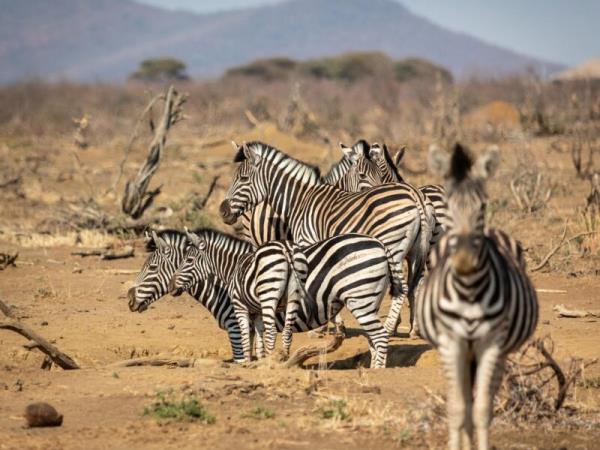 Family luxury safari & beach holiday, South Africa & Mozambique