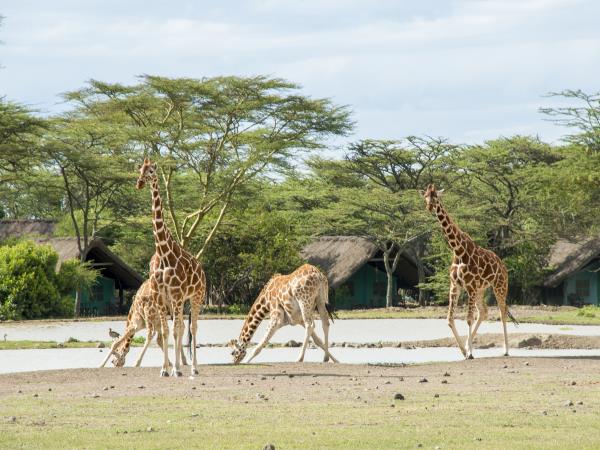 Kenya & Tanzania safari holidays