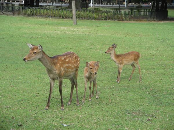 Family Japan highlights tour on a Shoestring 