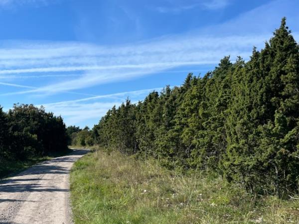Estonia wildlife holiday, small group